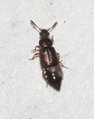 Omaliinae