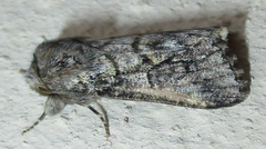Leucochlaena aenigma