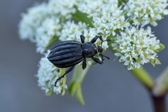 Lyperobius coxalis