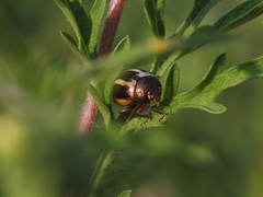 Zygogramma suturalis