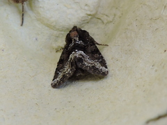 Oligia strigilis