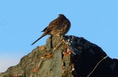 Emberiza