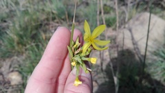 Bobartia gracilis