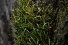 Maxillaria subulata