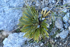 Aciphylla crosby-smithii