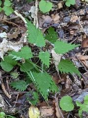 Urtica sykesii