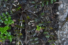 Gingidia decipiens