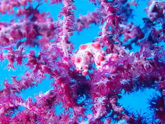 Hippocampus bargibanti
