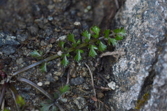 Gingidia decipiens