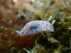 Goniobranchus thompsoni