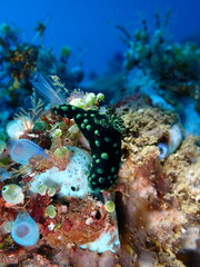 Nembrotha cristata