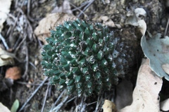 Mammillaria karwinskiana karwinskiana