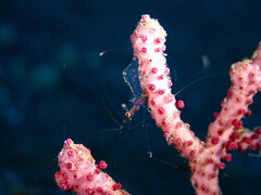 Manipontonia psamathe