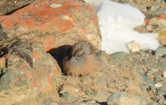 Emberiza godlewskii