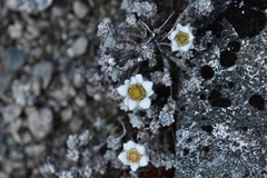 Leucogenes grandiceps