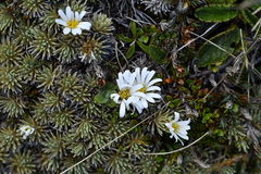 Celmisia sessiliflora