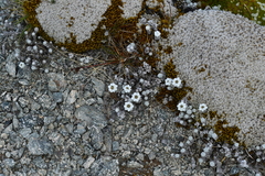 Leucogenes grandiceps