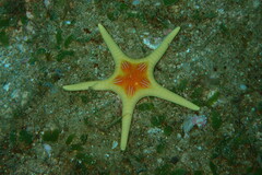 Iconaster longimanus