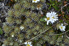 Celmisia sessiliflora