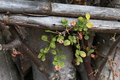 Bursera glabrifolia