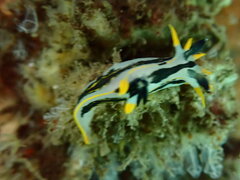 Polycera capensis