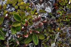 Dracophyllum prostratum