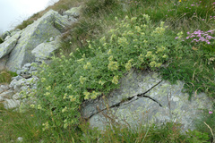Potentilla valderia