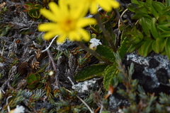 Brachyglottis bellidioides