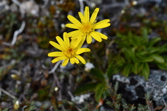Brachyglottis bellidioides