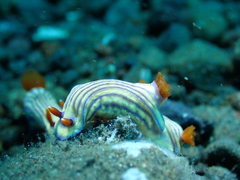 Hypselodoris whitei