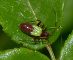 Closterotomus