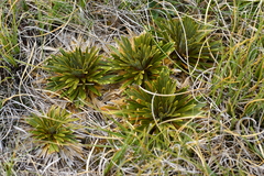 Aciphylla crosby-smithii