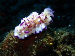 Mexichromis multituberculata