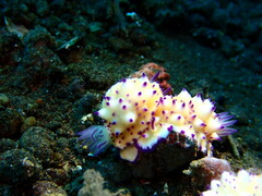 Mexichromis multituberculata