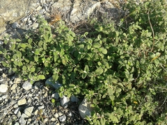 Cistus salviifolius