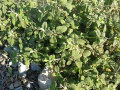 Cistus salviifolius