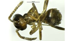 Dolichoderinae