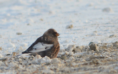 Leucosticte arctoa