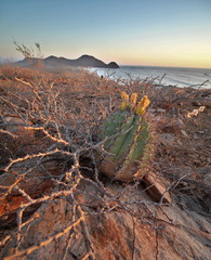 Ferocactus townsendianus