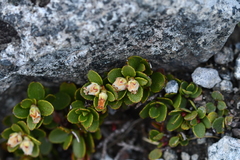 Gaultheria crassa