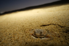 Ocypode occidentalis