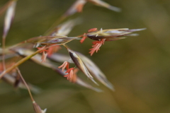 Rytidosperma setifolium