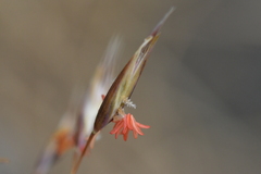 Rytidosperma setifolium
