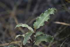 Olearia ilicifolia