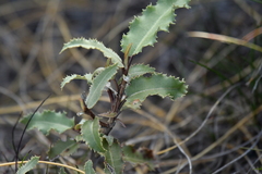 Olearia ilicifolia