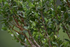 Myrtaceae