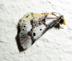 Schalidomitra ambages