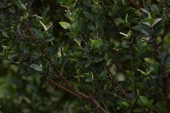 Myrtaceae