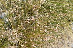 Rytidosperma setifolium