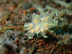 Eubranchus virginalis